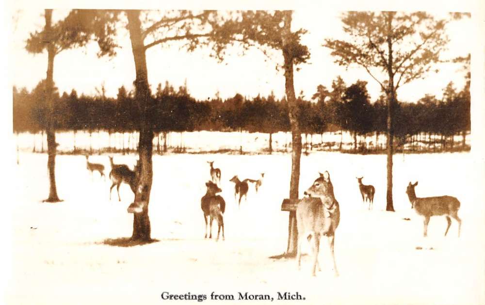 Moran Michigan Deer Snow Scene Real Photo Antique Postcard K57662 ...