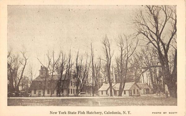 Caledonia New York State Fish Hatchery Street View Antique Postcard K97910