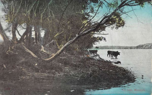 Fox Lake Minnesota Scenic Waterfront Cows Antique Postcard K99571