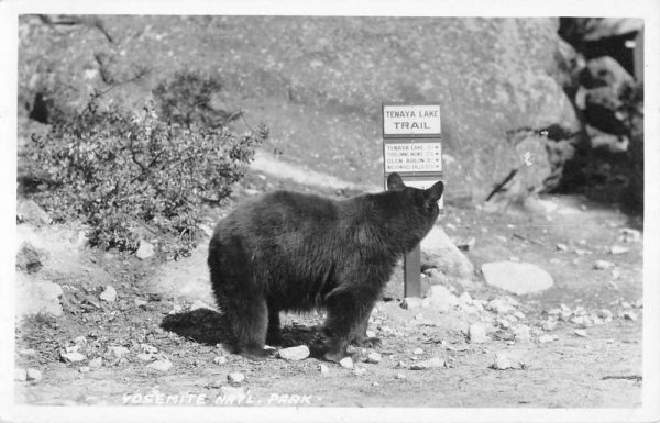 Yosemite California Black Bear Real Photo Antique Postcard K100341