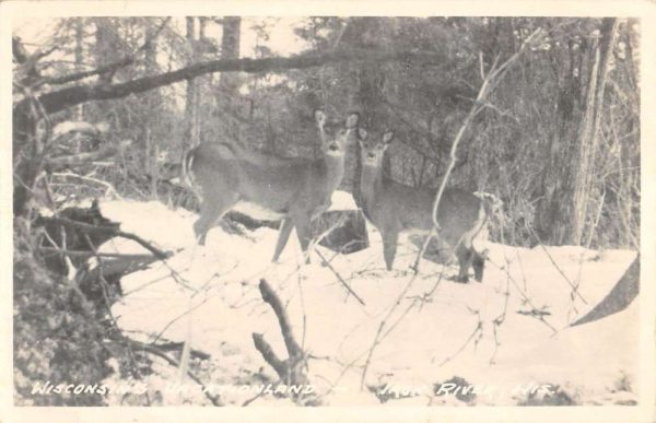 Iron River Wisconsin Deer Snow Scene Real Photo Antique Postcard K100384