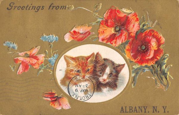 Albany New York Kitten Flower Greeting Antique Postcard K101141