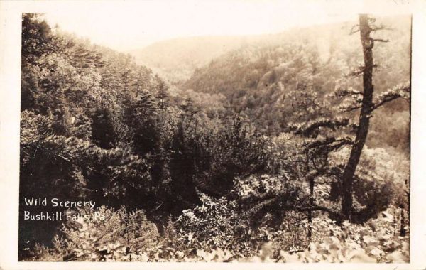 Bushkill Falls Pennsylvania Wild Scenery Real Photo Antique Postcard K101652