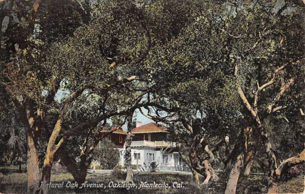 Montecito California Oakleigh Natural Oak Avenue Antique Postcard K102487