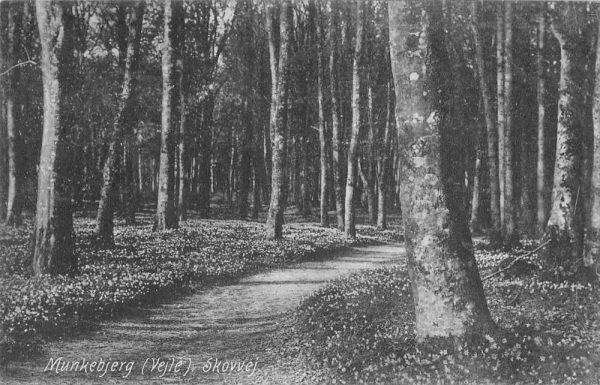 Munkebjerg Denmark Vejle Skovvej Scenic View Antique Postcard J79226