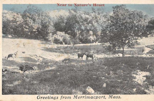 Merrimacport Massachusetts Cow Pasture Greeting Antique Postcard K104601