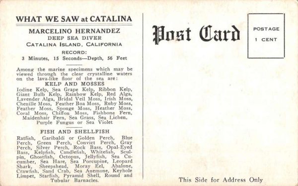 Catalina Island California Deep Sea Diver Antique Postcard K106369 - Image 2