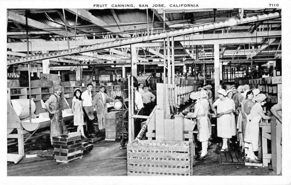 San Jose California Fruit Canning Interior Antique Postcard K106901