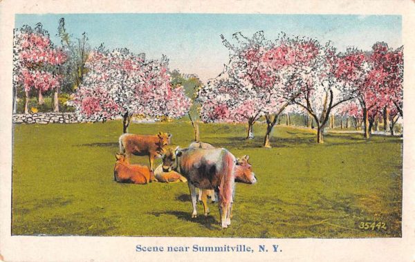 Summitville New York Cattle Cows Scenic View Vintage Postcard JC932814