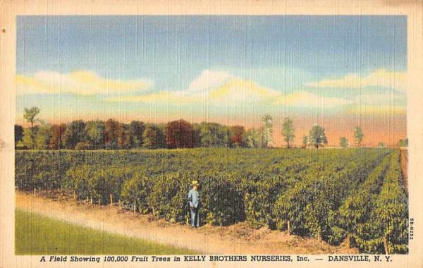 Dansville New York Kelly Bros Nuseries Fruit Trees Vintage Postcard JC932997