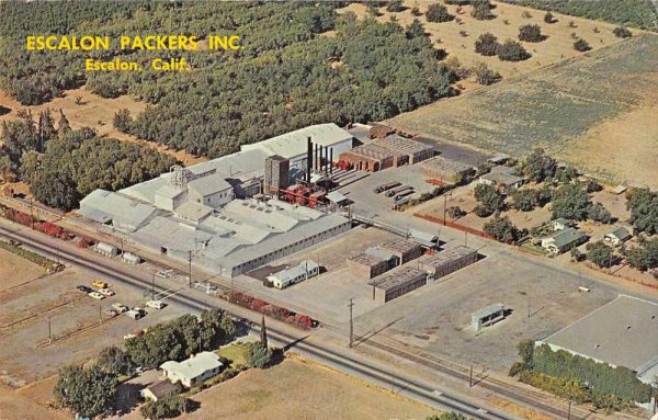 Escalon California Escalon Packers Birds Eye View Vintage Postcard JE229269