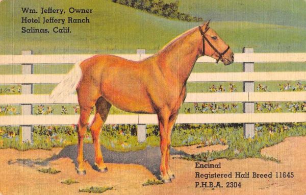 Salinas California Hotel Jeffery Ranch Horse Vintage Postcard JE229443