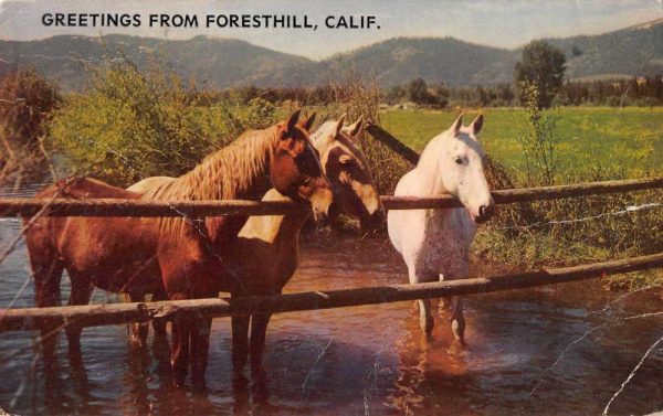 Foresthill California Greetings Horses Vintage Postcard JE229450