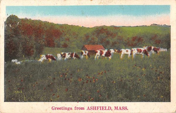 Ashfield Massachusetts Greetings Cows Scenic View Postcard JE229727