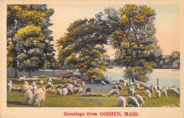 Goshen Massachusetts Greetings Sheep Vintage Postcard JF686382