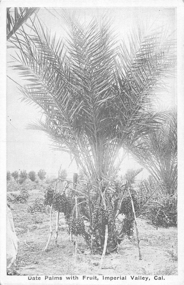 Imperial Valley California view of Date Palms with fruit antique pc ZA441340