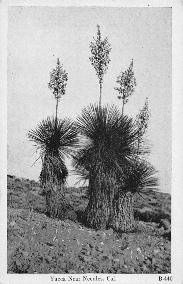 Needles California birds eye view Yucca in the desert antique pc ZA441342