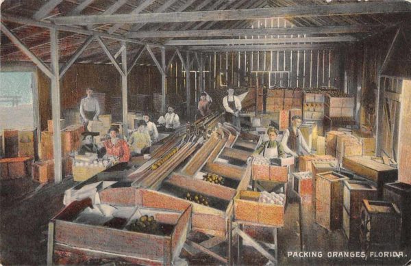 Florida Packing House Oranges Citrus Vintage Postcard JF685836