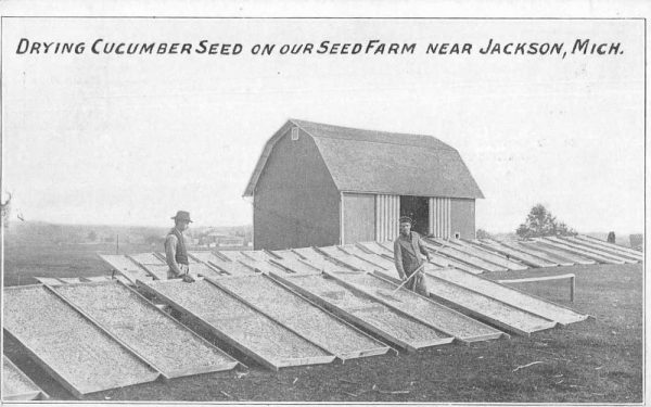 Jackson Michigan Drying Cucumber Seeds Farming Scene Vintage Postcard JI658227