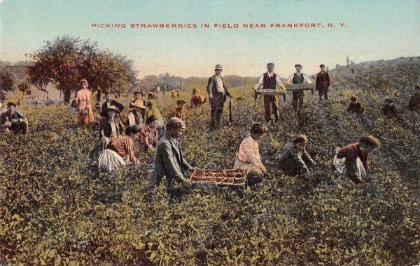 Frankfort New York Strawberry Fields Harvest Scene Vintage Postcard JI658241