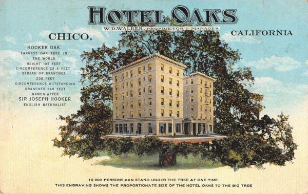 Chico California Hotel Oaks and Hooker Oak Tree Vintage Postcard JJ649244