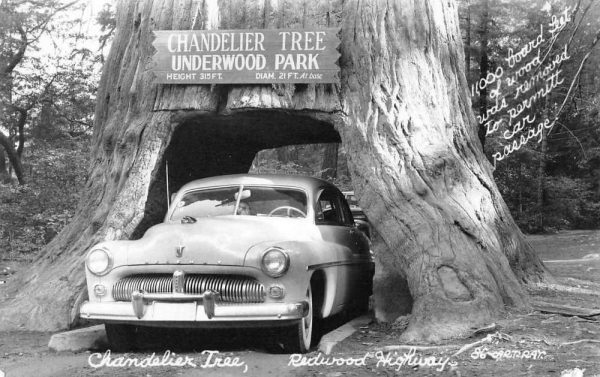 Leggett California Chandelier Tree Underwood Park real photo pc ZE686512