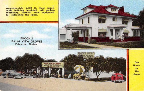 Palmetto Florida multi-views Brock's Palm View Groves vintage pc ZE686529