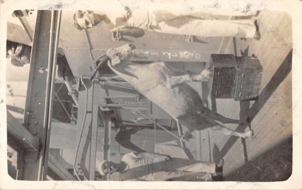 Navy Ship Goat on Deck Sailors Real Photo Vintage Postcard AA83