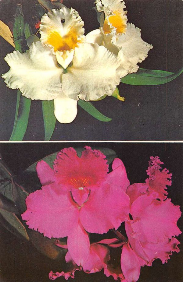 Los Angeles California advertising Westenberger Orchid Co vintage pc BB1205