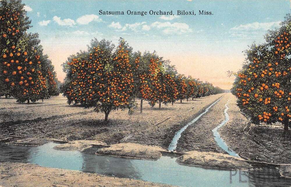 Biloxi Mississippi Satsuma Orange Orchard Vintage Postcard AA43215