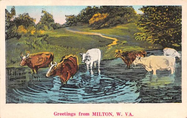 Milton West Virginia Greetings Cattle Cows in River Vintage Postcard AA64011