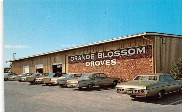 Seminole Florida Orange Blossom Groves Vintage Postcard AA75987