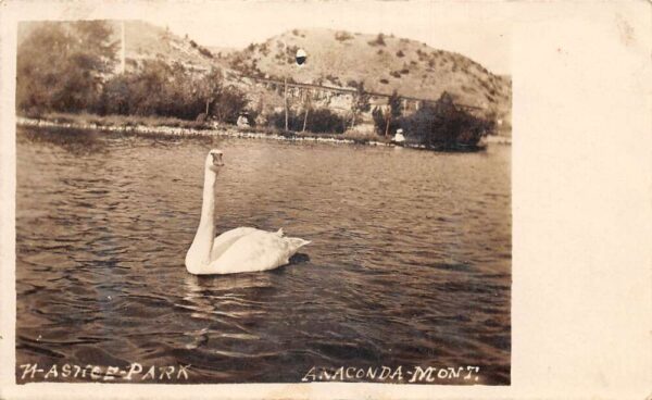 Anaconda Montana Washoe Park Swan in Lake Real Photo Postcard AA76132