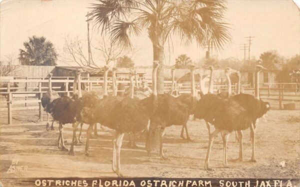 South Jacksonville Florida Ostrich Farm Real Photo Vintage Postcard AA76133