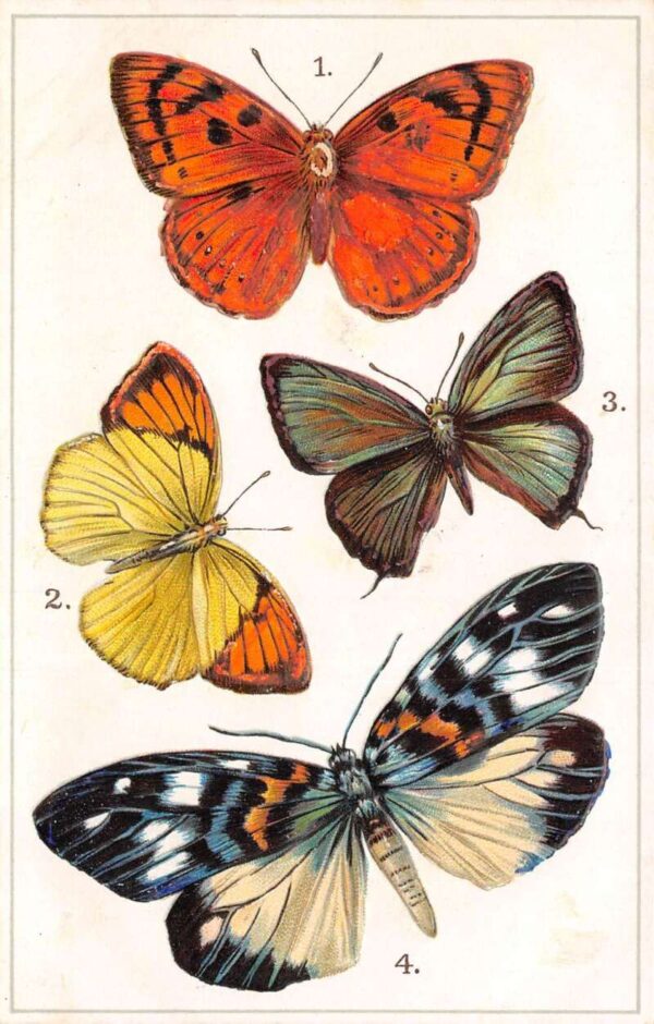 Butterflies Moths from Asia Butterfly Tuck Vintage Postcard AA76175