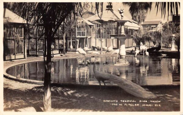 Miami Florida Bascom's Tropical Bird Haven Real Photo Vintage Postcard AA76179