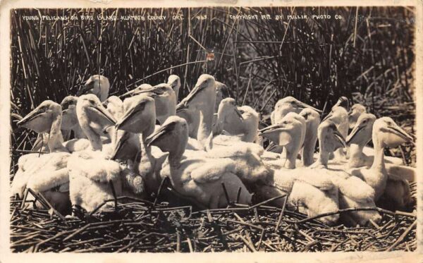 Klamath County Oregon Young Pelicans on Bird Island Real Photo Postcard AA76192