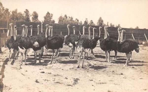 San Diego California Ostrich Farm Real Photo Vintage Postcard AA76194