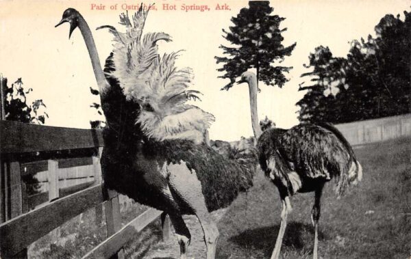 Hot Springs Arkansas Ostriches Vintage Postcard AA76195