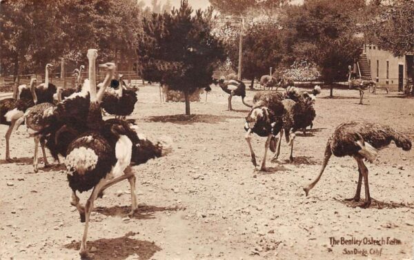 San Diego California Bentley Ostrich Farm Real Photo Vintage Postcard AA76196