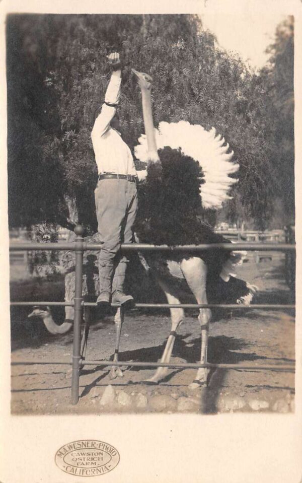 Pasadena California Cawston Ostrich Farm Real Photo Vintage Postcard AA76197