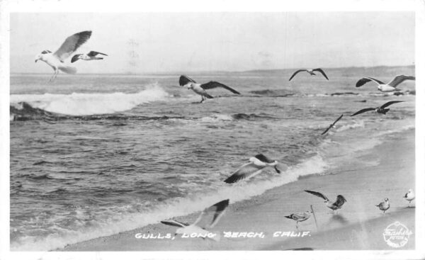 Long Beach California Sea Gulls Frasher Real Photo Vintage Postcard AA76198