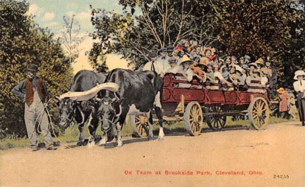 Cleveland Ohio Brookside Park Ox Team Vintage Postcard AA76337