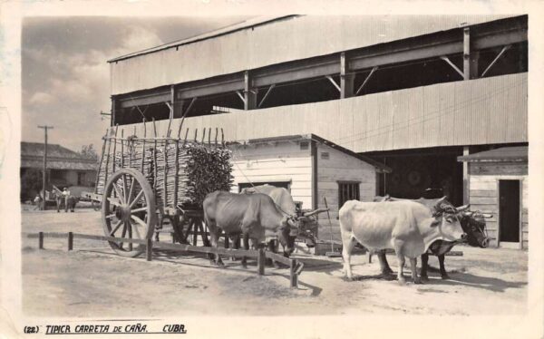 Cuba Ox Cart Scene Real Photo Vintage Postcard AA76338