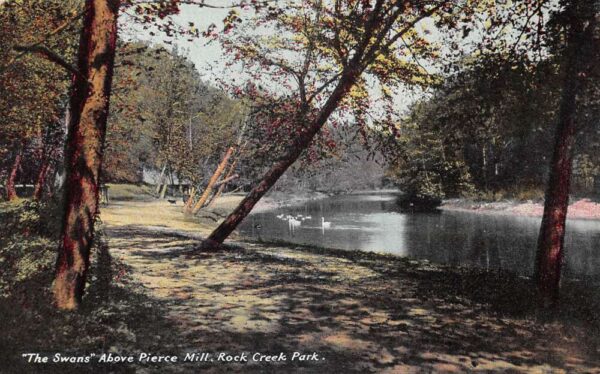 Washington DC Rock Creek Park Swans Above Pierce Mill Scenic View PC AA76565