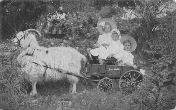 Studebaker Wagon Children and Goat Vintage Postcard AA76795