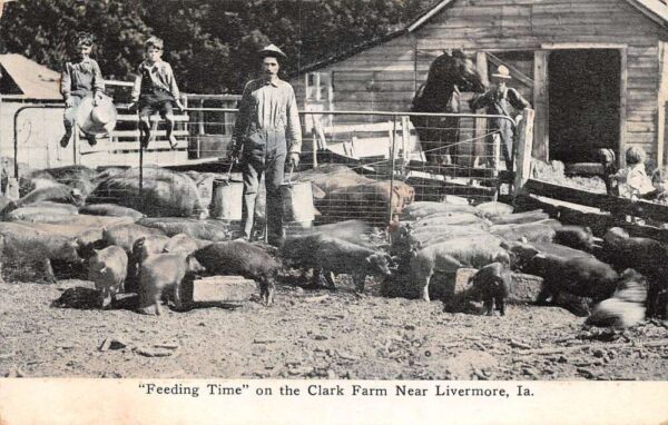 Livermore Iowa Clark Farm Feeding Pigs Vintage Postcard AA79479