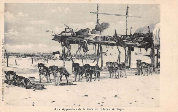 Arctic Ocean Dog Sled Team Vintage Postcard AA79490