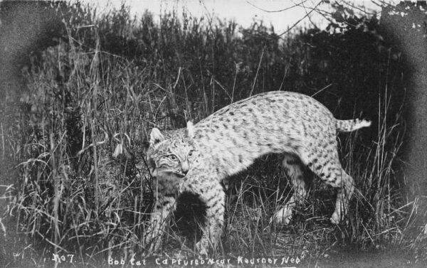 Kearney Nebraska Taxidermy Bob Cat Real Photo Vintage Postcard AA79491