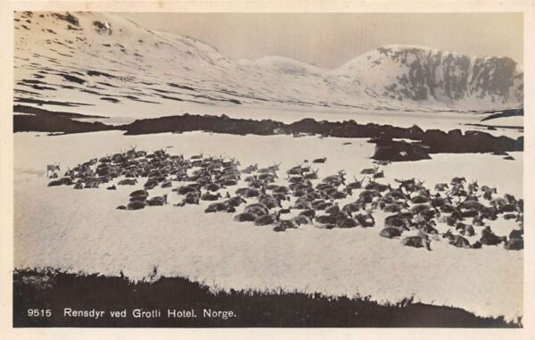 Norge Norway Grotli Hotel Reindeer Scenic View Real Photo Postcard AA81929